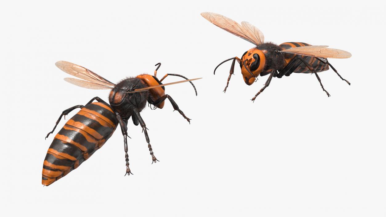 3D Giant Asian Hornet Fur Flying Pose 2