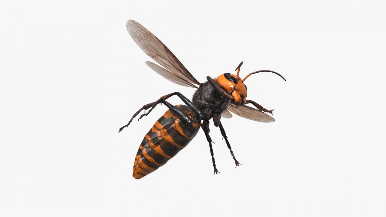 3D Giant Asian Hornet Fur Flying Pose 2