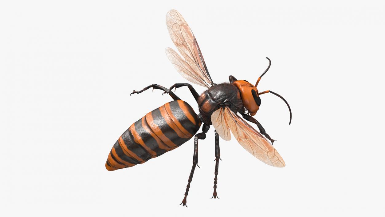 3D Giant Asian Hornet Fur Flying Pose 2