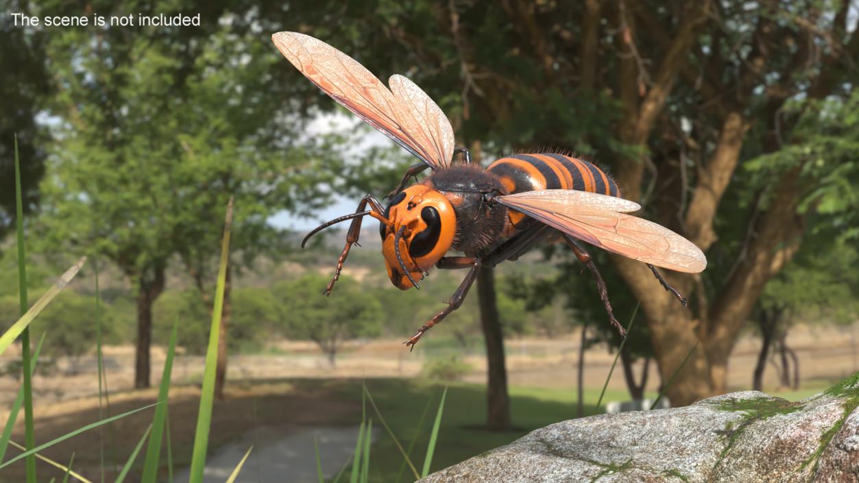 3D Giant Asian Hornet Fur Flying Pose 2