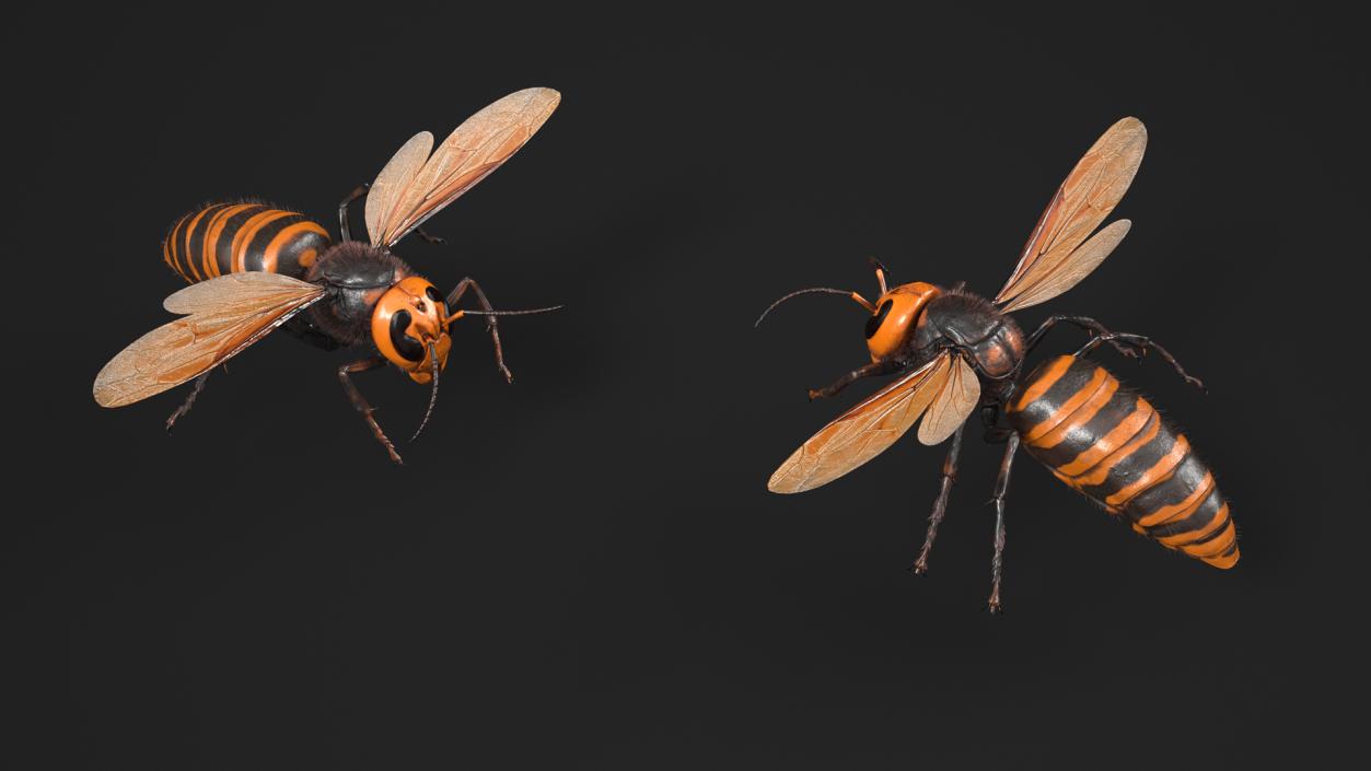 3D Giant Asian Hornet Fur Flying Pose 2