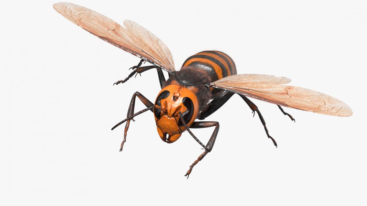 3D Giant Asian Hornet Fur Flying Pose 2