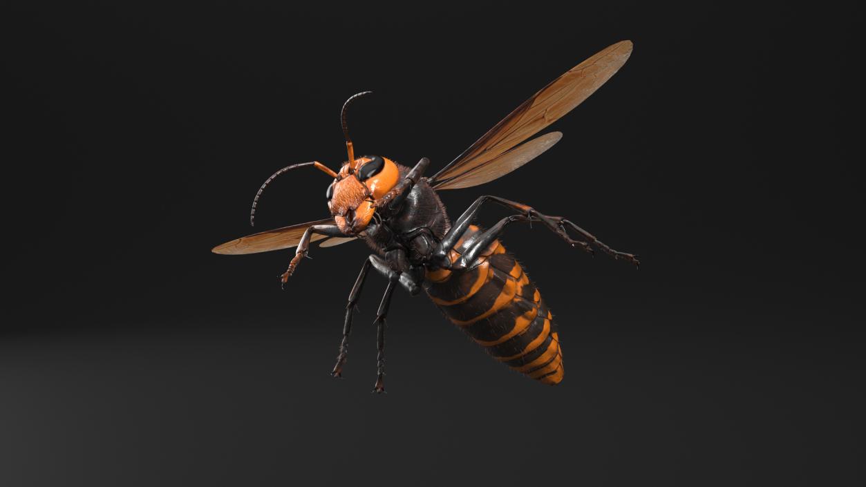 3D Giant Asian Hornet Fur Flying Pose 2