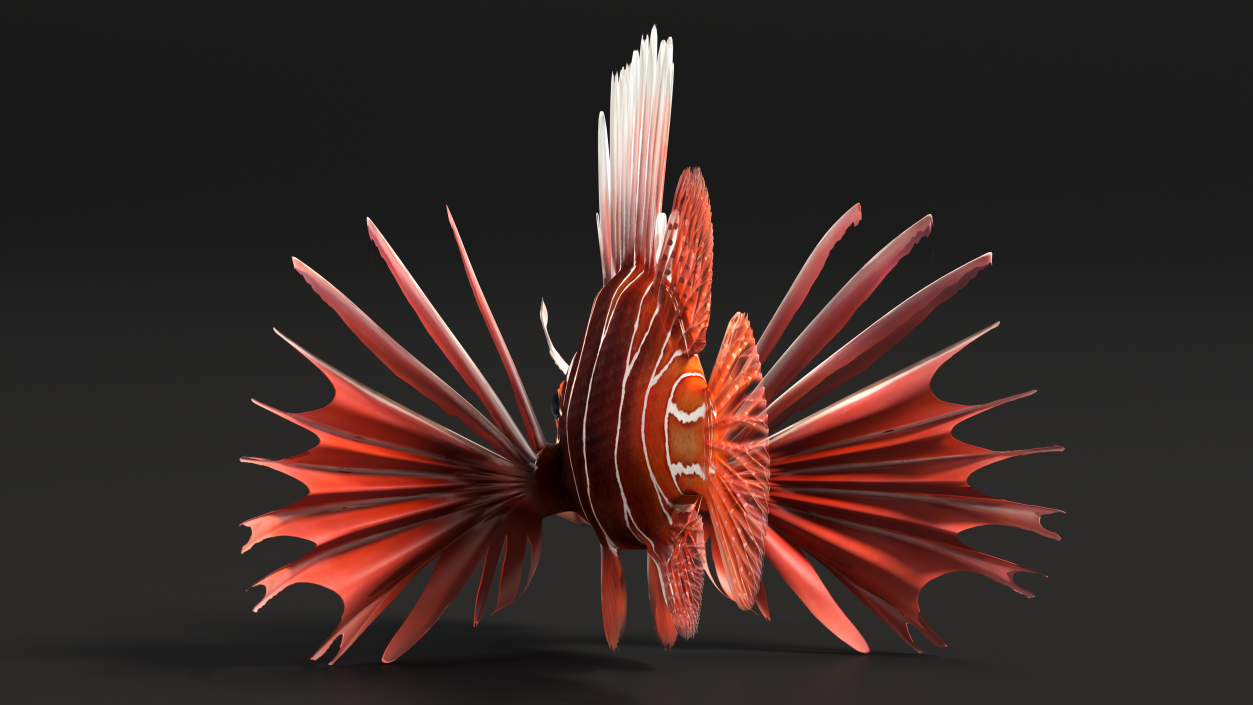 Clearfin Lionfish 3D