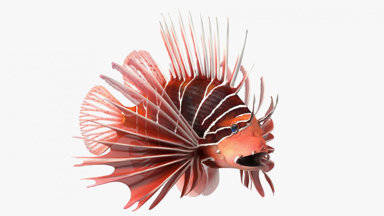 Clearfin Lionfish 3D