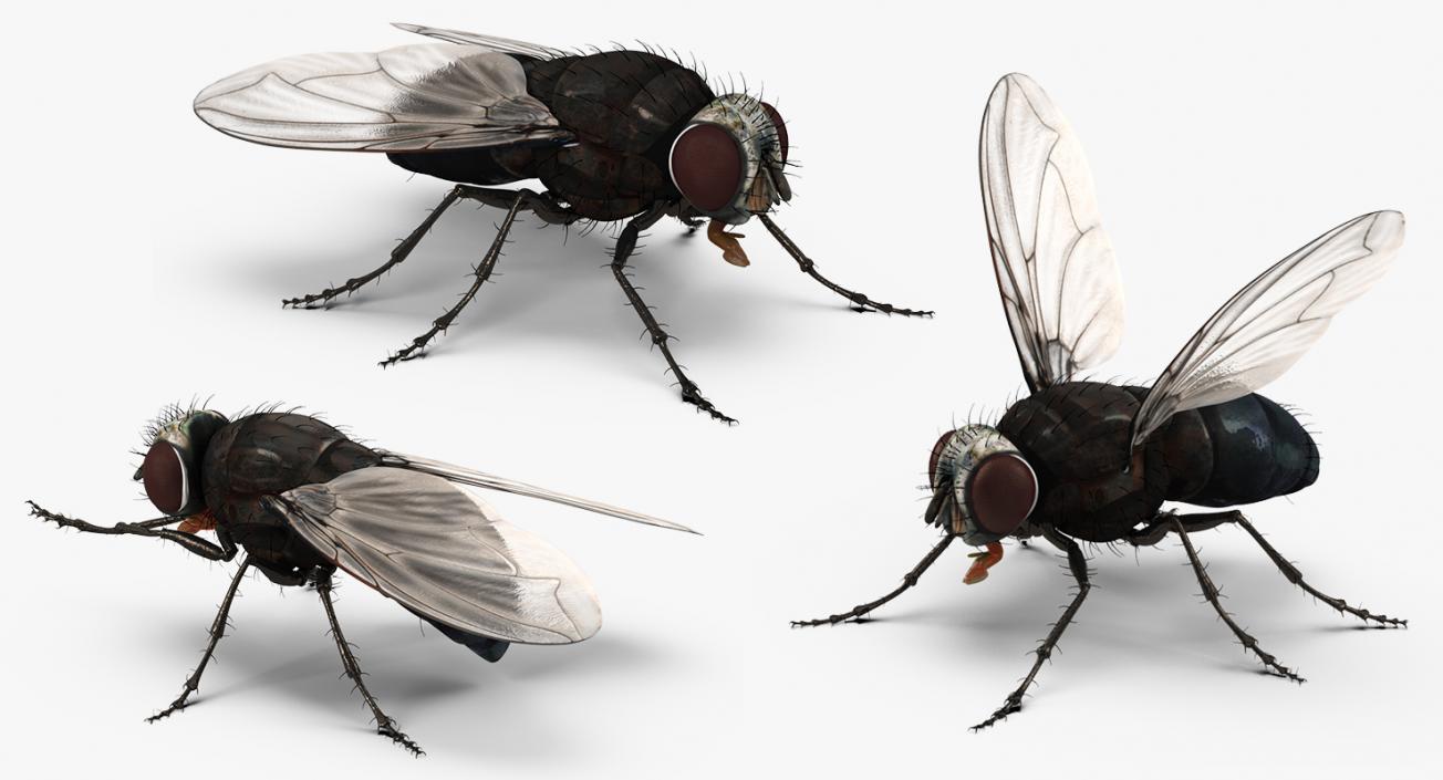 3D model Rigged Insect Pests Collection