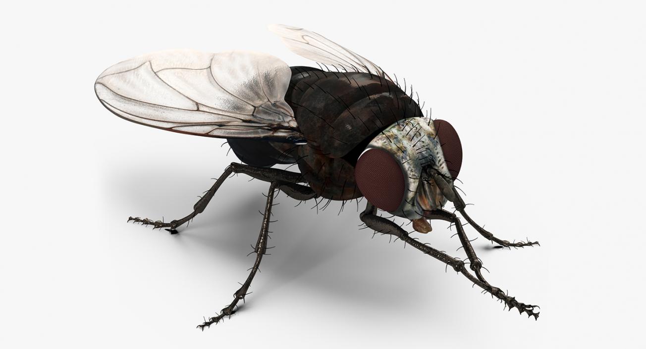 3D model Rigged Insect Pests Collection