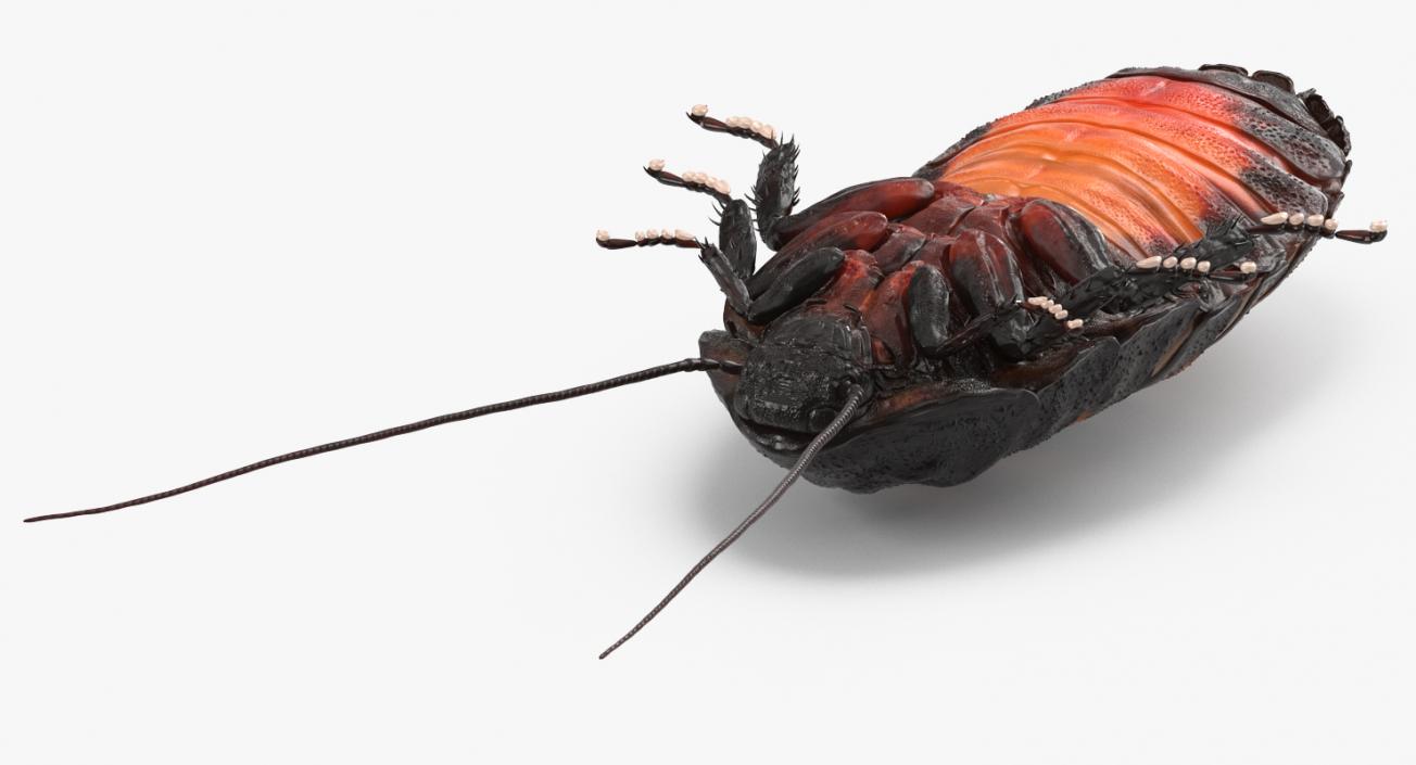 3D model Rigged Insect Pests Collection