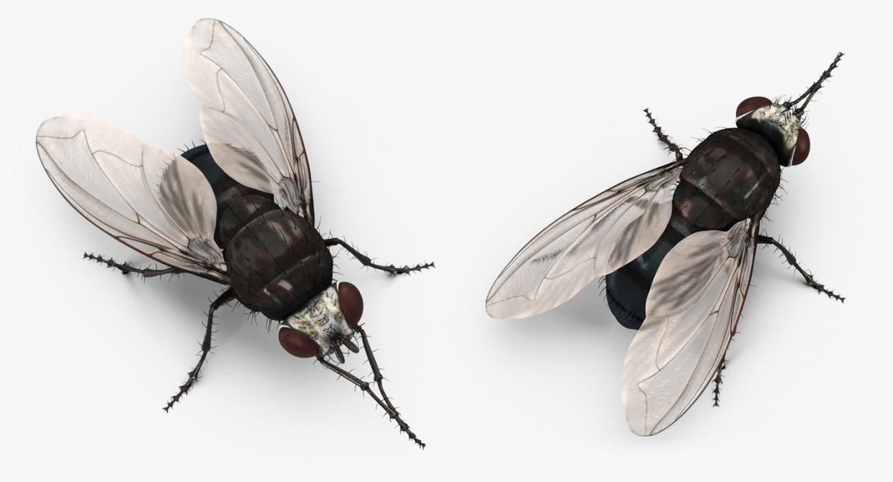 3D model Rigged Insect Pests Collection