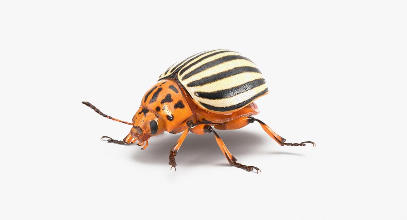 3D model Rigged Insect Pests Collection