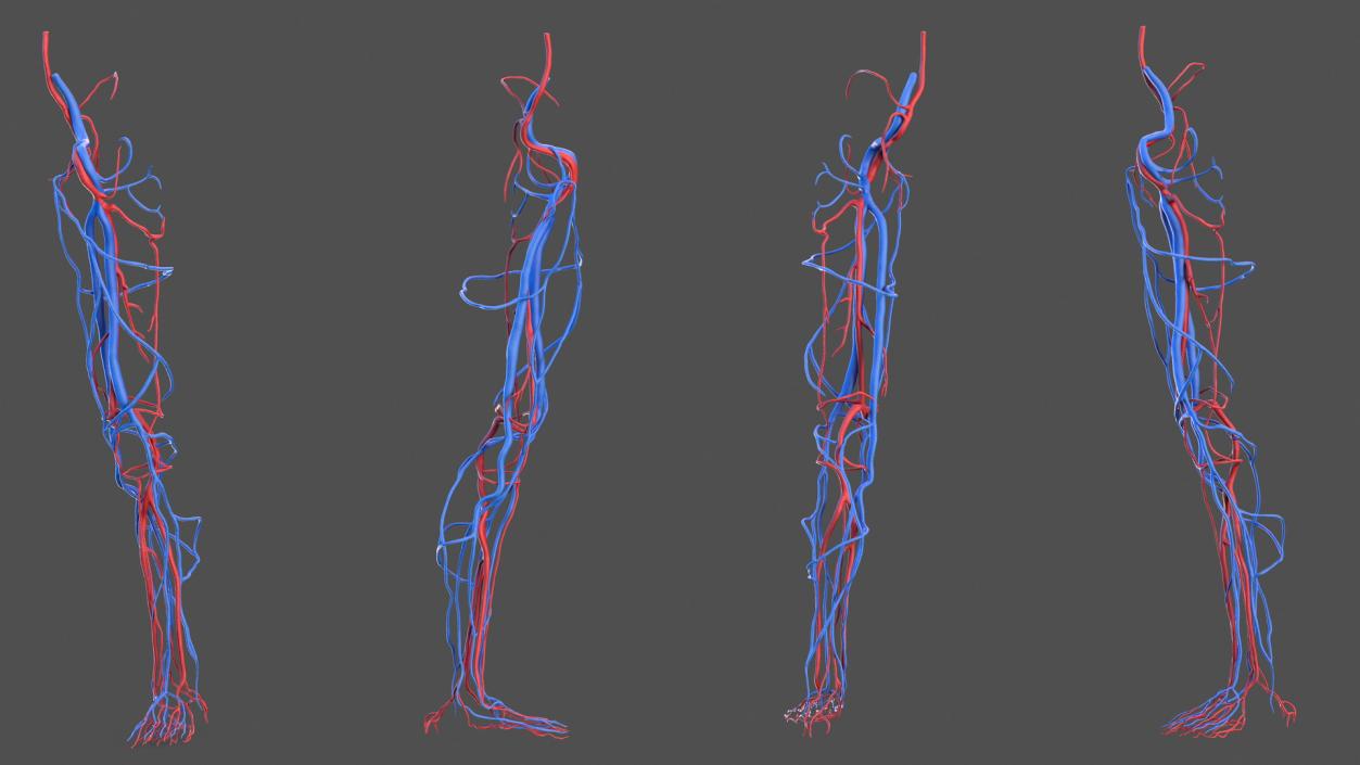 3D Human Leg Cardiovascular System