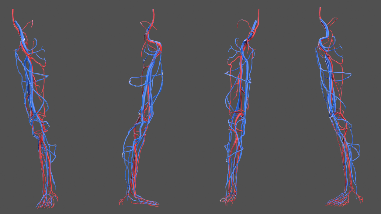 3D Human Leg Cardiovascular System