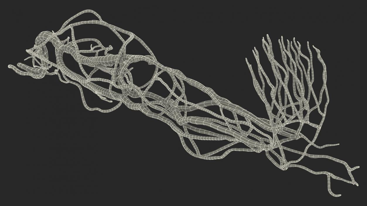 3D Human Leg Cardiovascular System