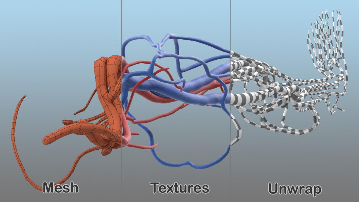 3D Human Leg Cardiovascular System