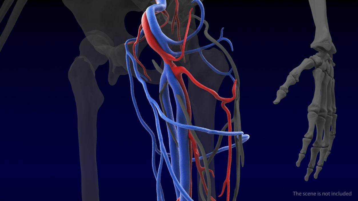 3D Human Leg Cardiovascular System