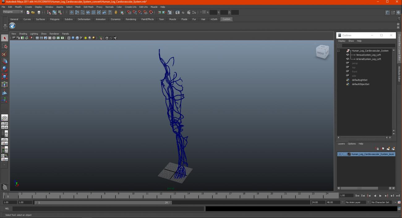 3D Human Leg Cardiovascular System