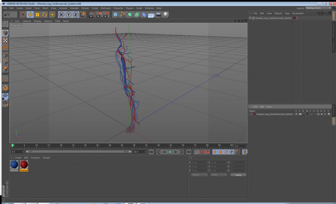 3D Human Leg Cardiovascular System