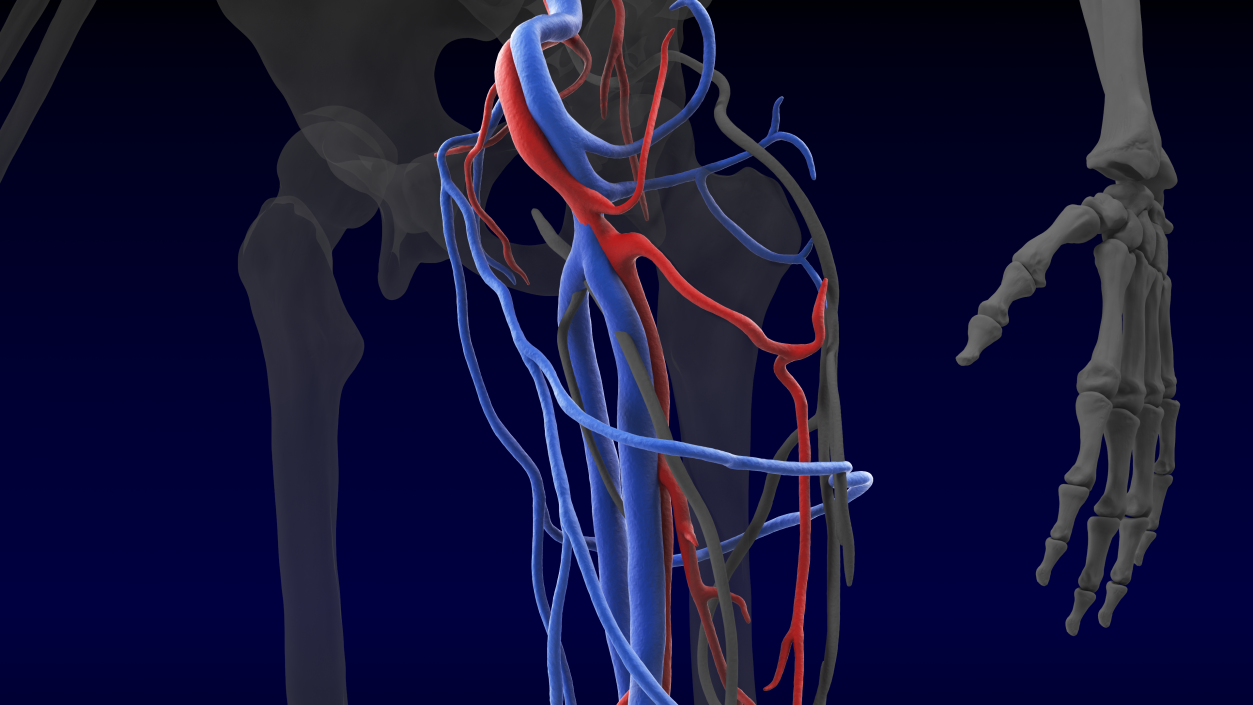 3D Human Leg Cardiovascular System