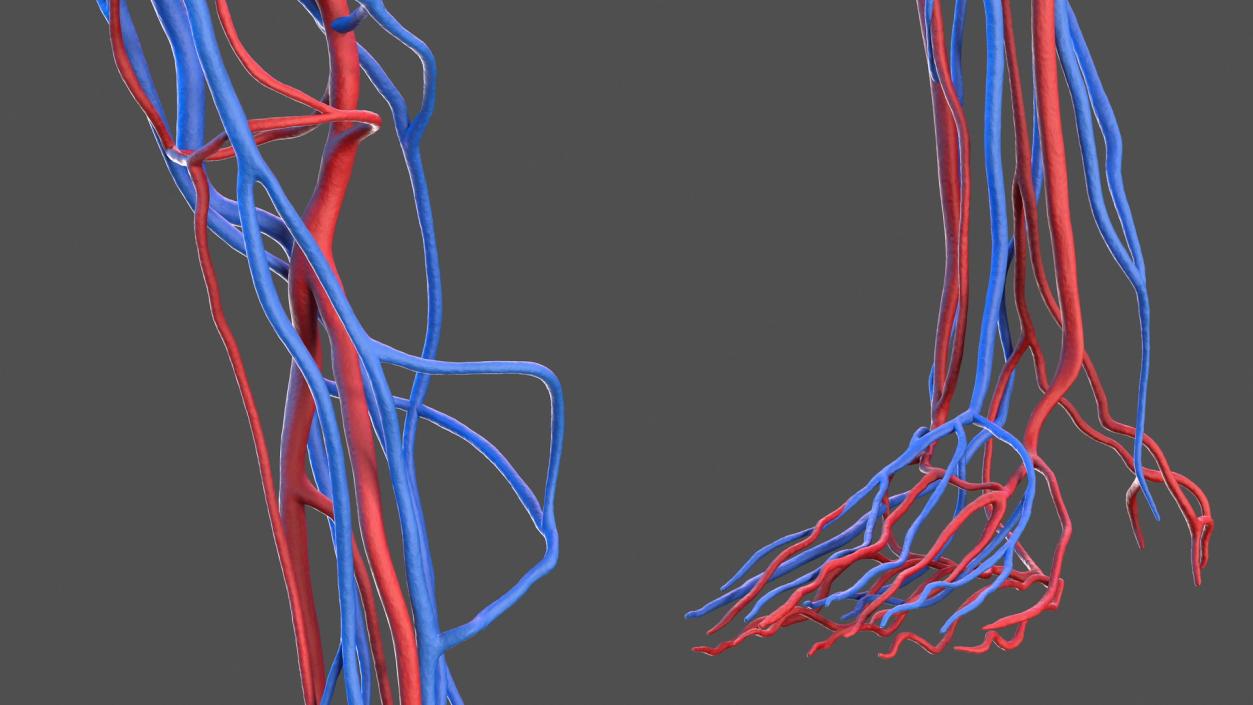 3D Human Leg Cardiovascular System