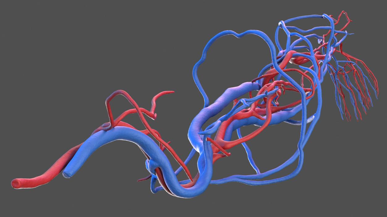 3D Human Leg Cardiovascular System