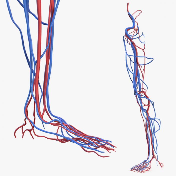 3D Human Leg Cardiovascular System