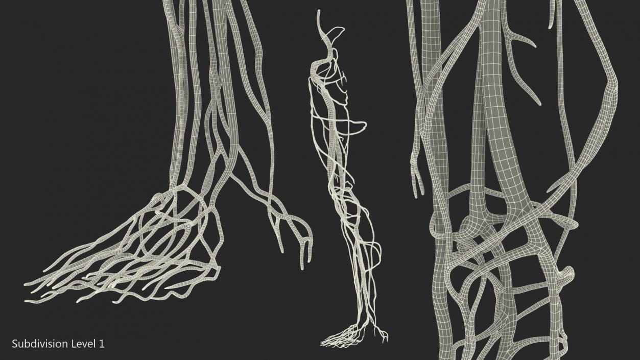 3D Human Leg Cardiovascular System