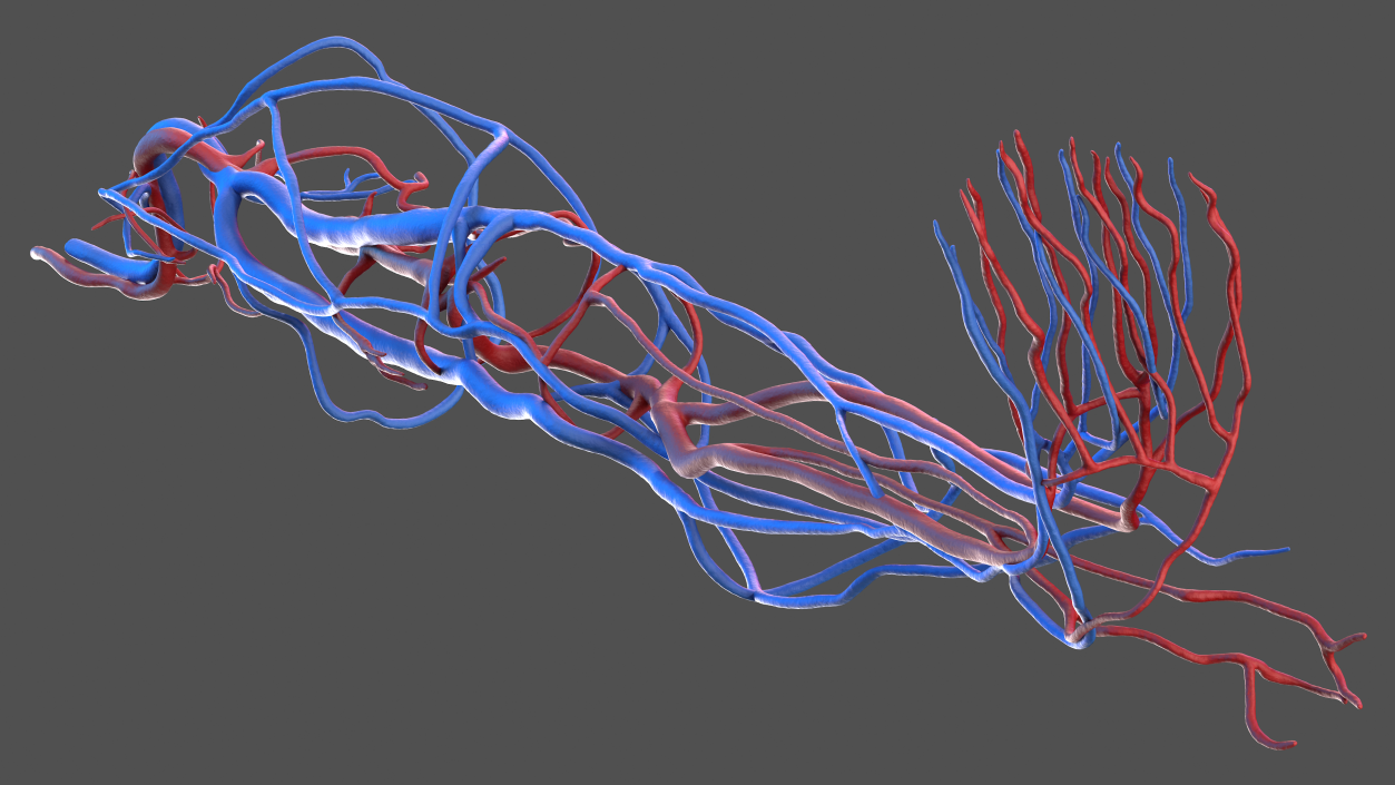 3D Human Leg Cardiovascular System