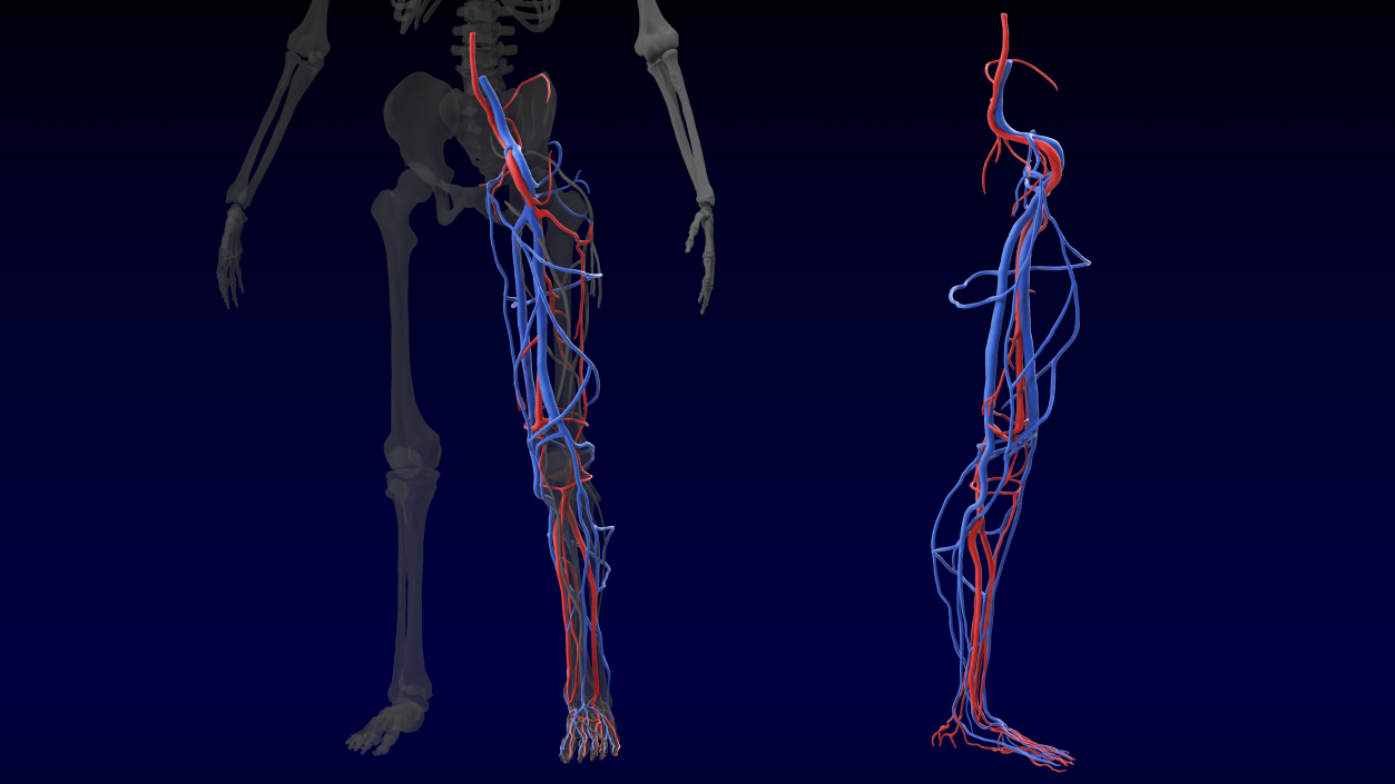 3D Human Leg Cardiovascular System