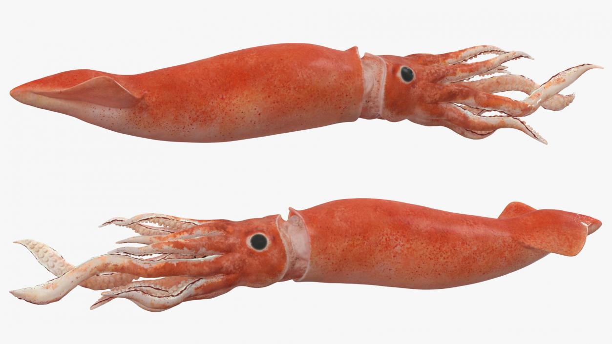 3D Slender Inshore Squid Doryteuthis Plei model