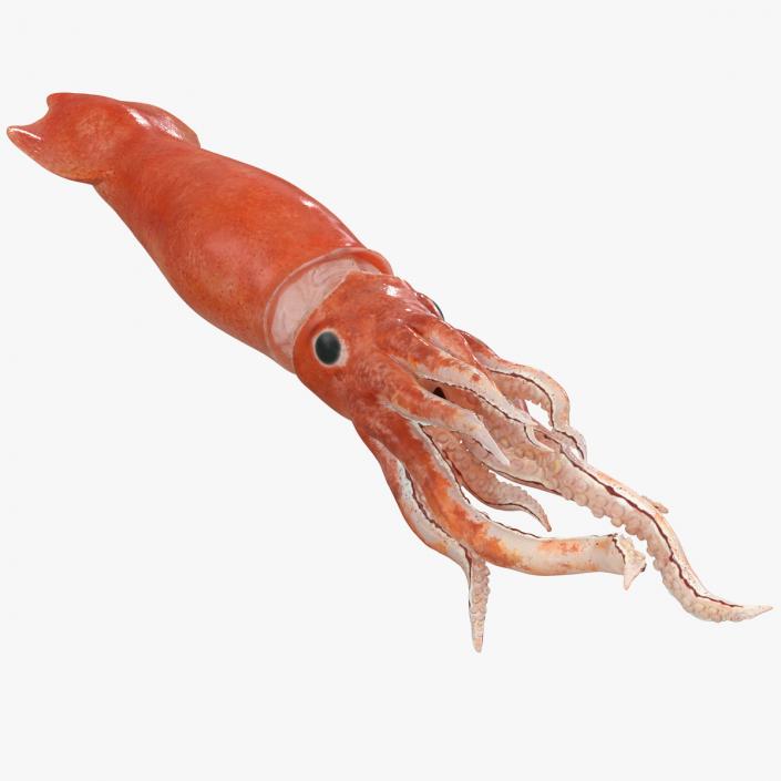 3D Slender Inshore Squid Doryteuthis Plei model