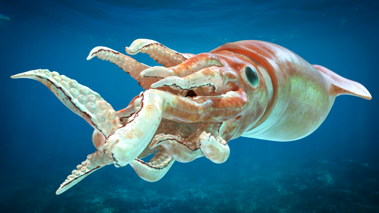 3D Slender Inshore Squid Doryteuthis Plei model