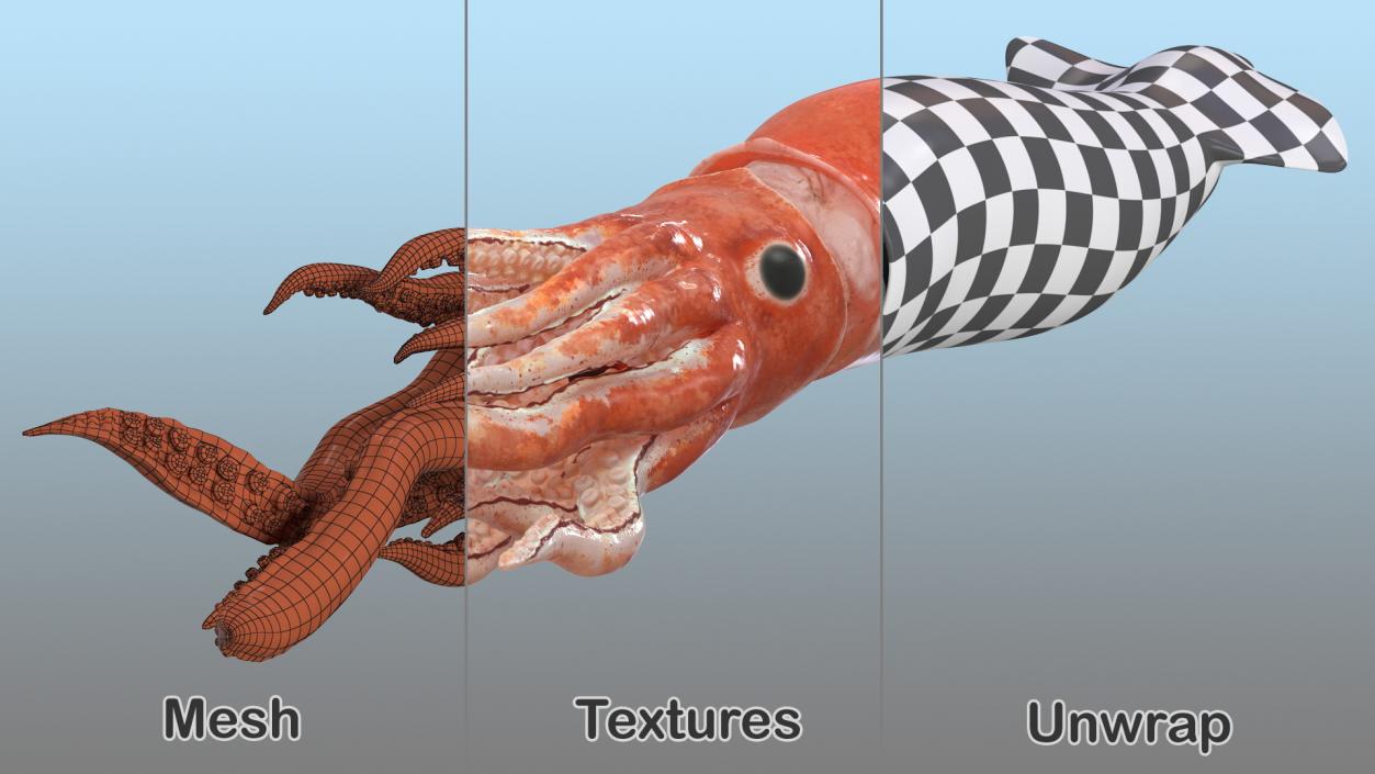 3D Slender Inshore Squid Doryteuthis Plei model