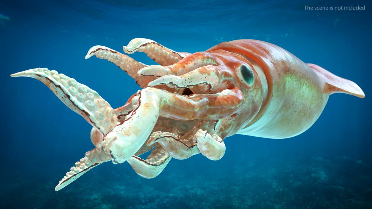 3D Slender Inshore Squid Doryteuthis Plei model