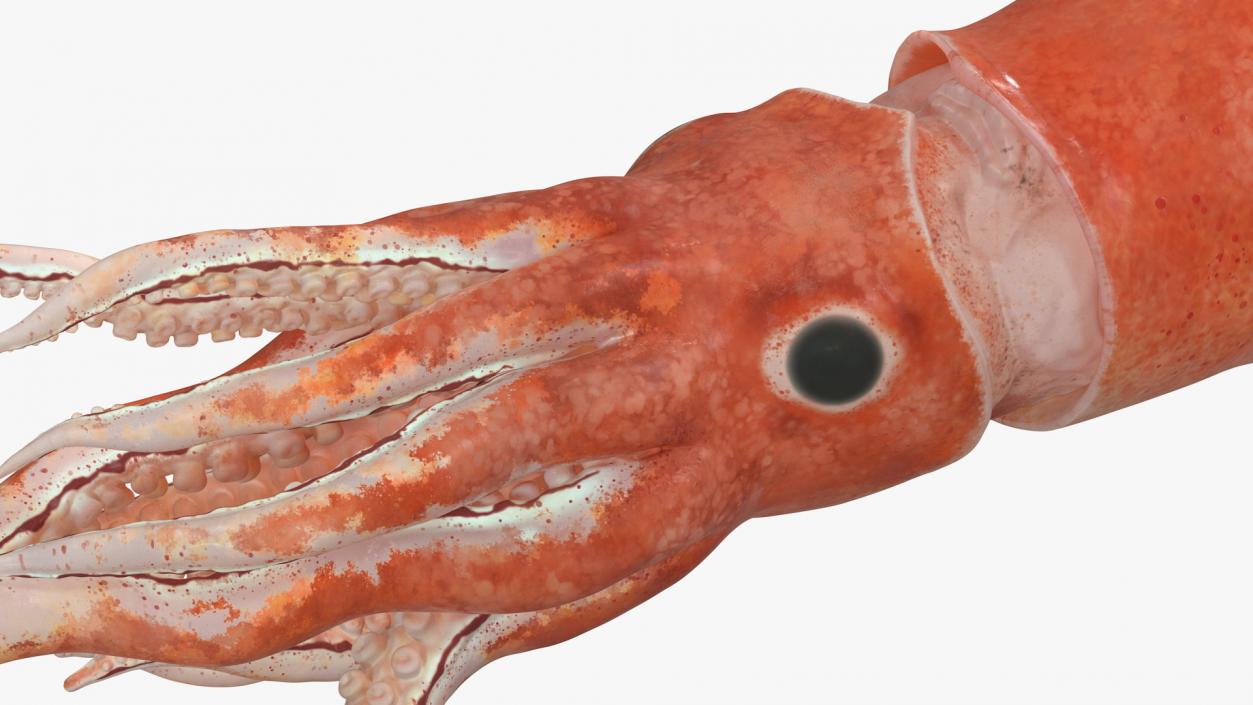 3D Slender Inshore Squid Doryteuthis Plei model