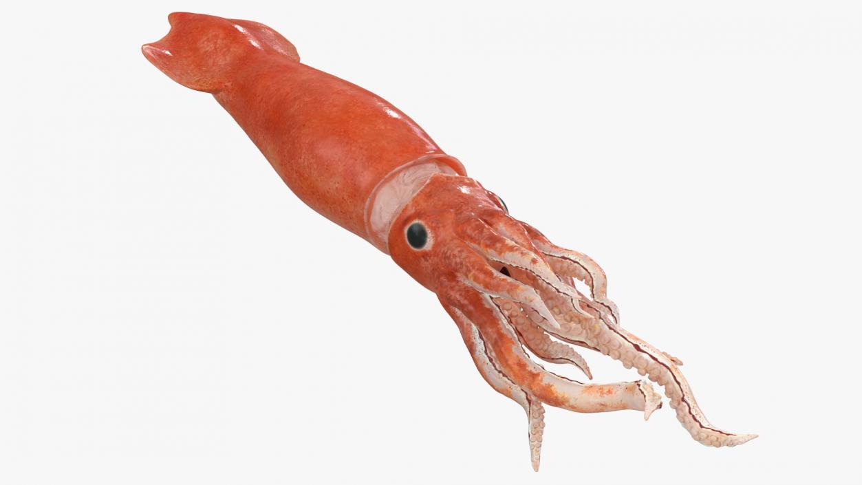 3D Slender Inshore Squid Doryteuthis Plei model