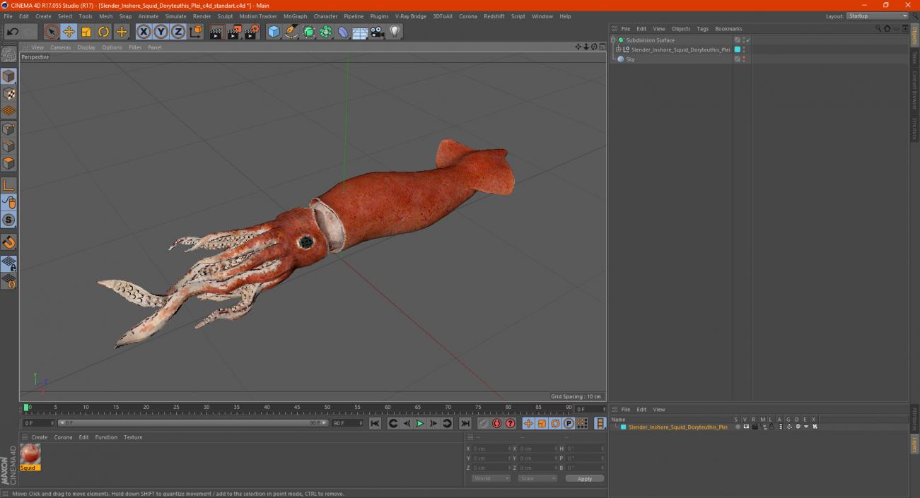 3D Slender Inshore Squid Doryteuthis Plei model