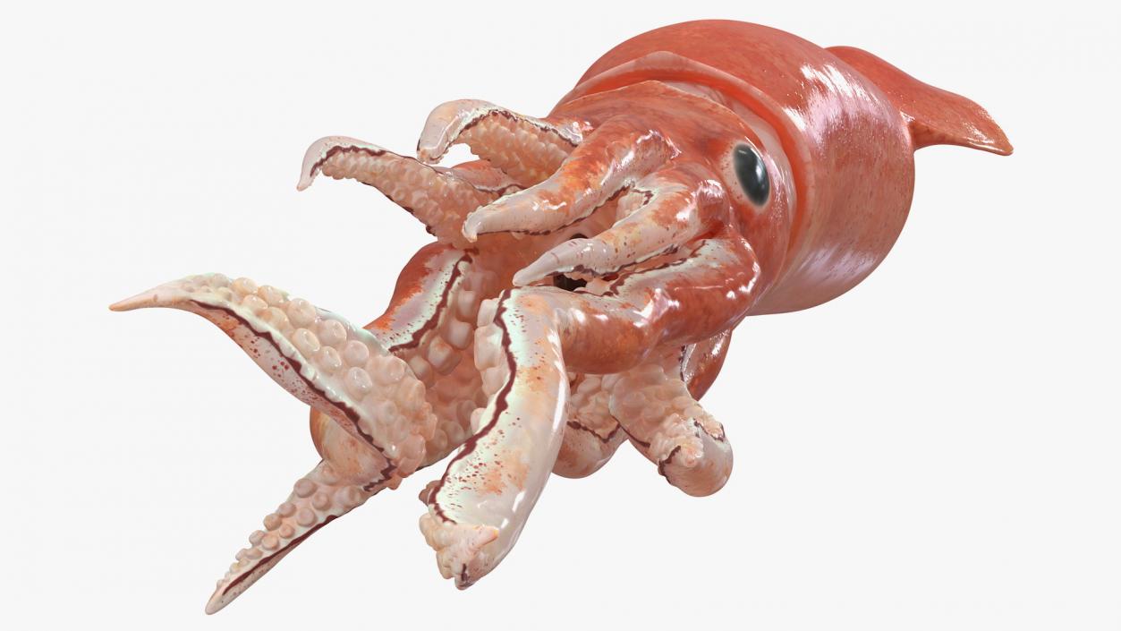 3D Slender Inshore Squid Doryteuthis Plei model