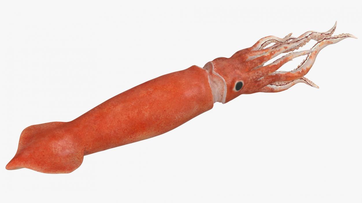 3D Slender Inshore Squid Doryteuthis Plei model