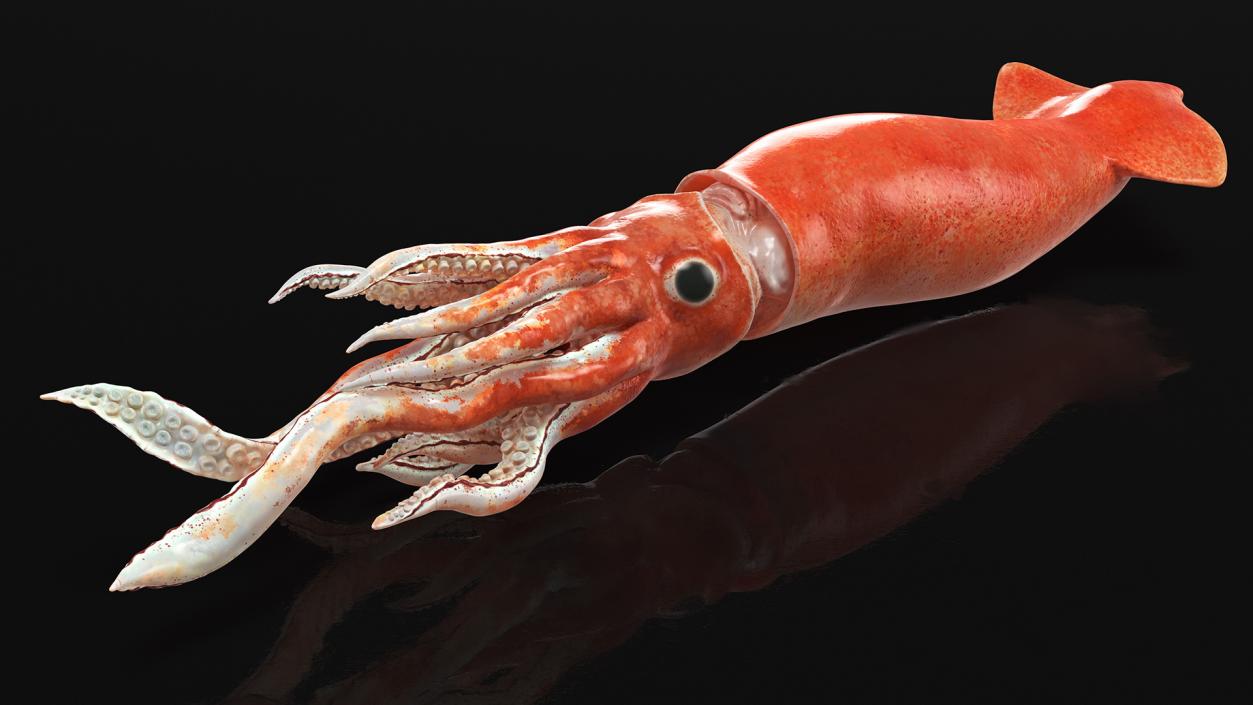 3D Slender Inshore Squid Doryteuthis Plei model