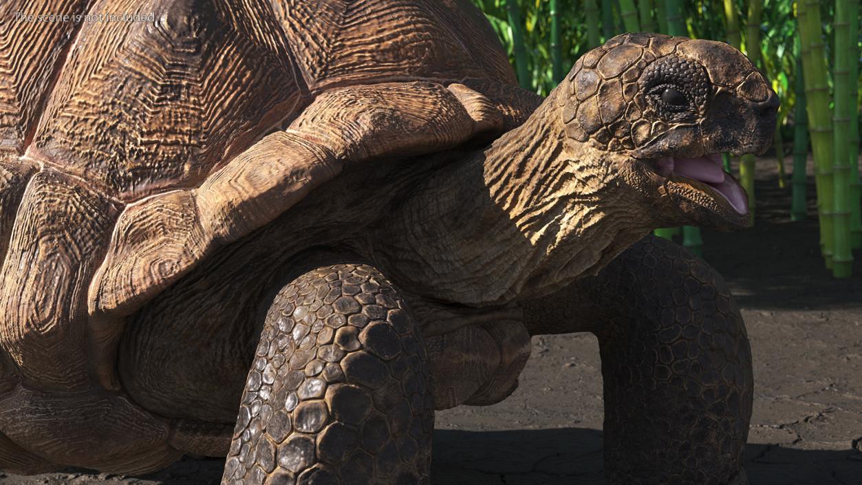 Aldabra Giant Tortoise 3D