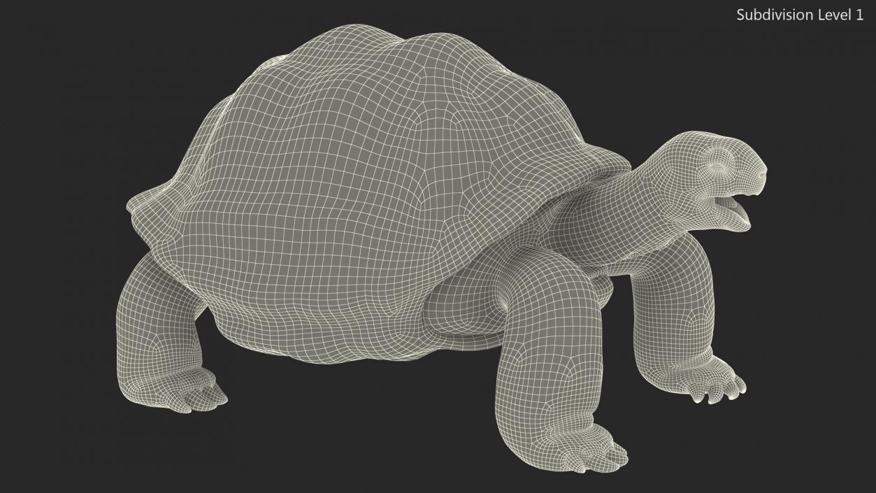 Aldabra Giant Tortoise 3D