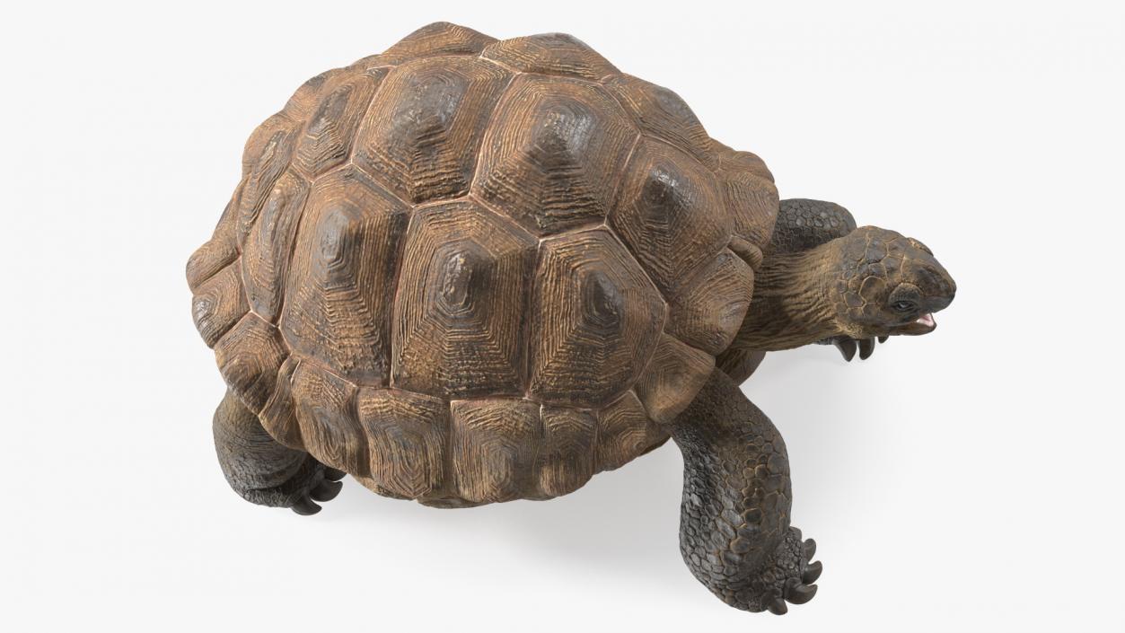 Aldabra Giant Tortoise 3D