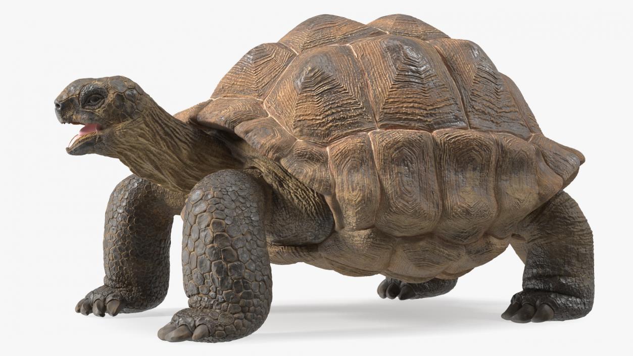 Aldabra Giant Tortoise 3D