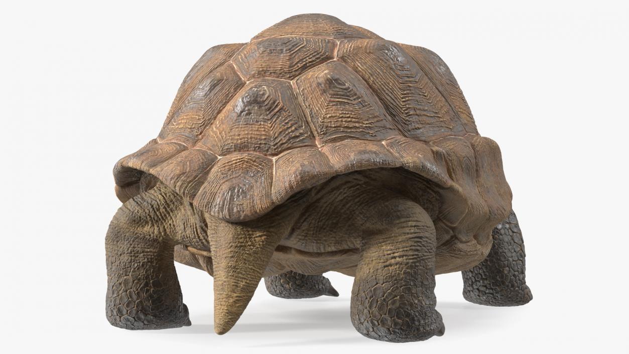 Aldabra Giant Tortoise 3D