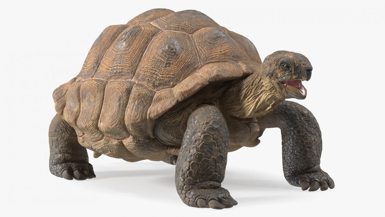 Aldabra Giant Tortoise 3D