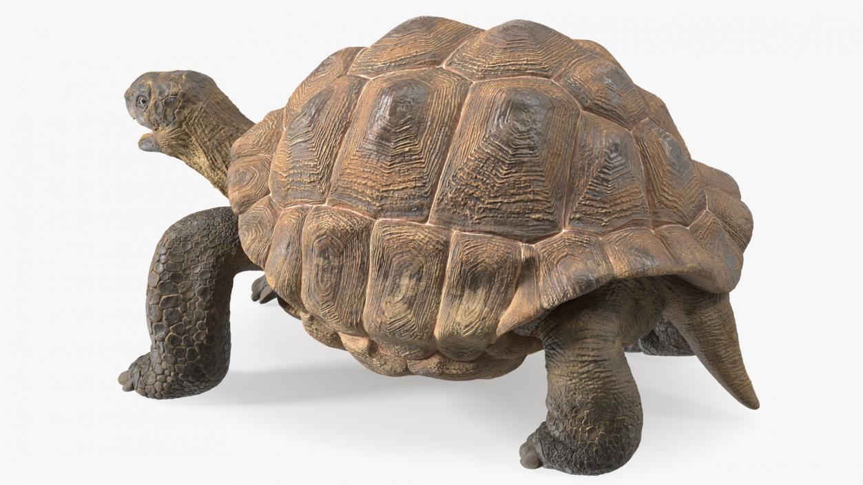 Aldabra Giant Tortoise 3D