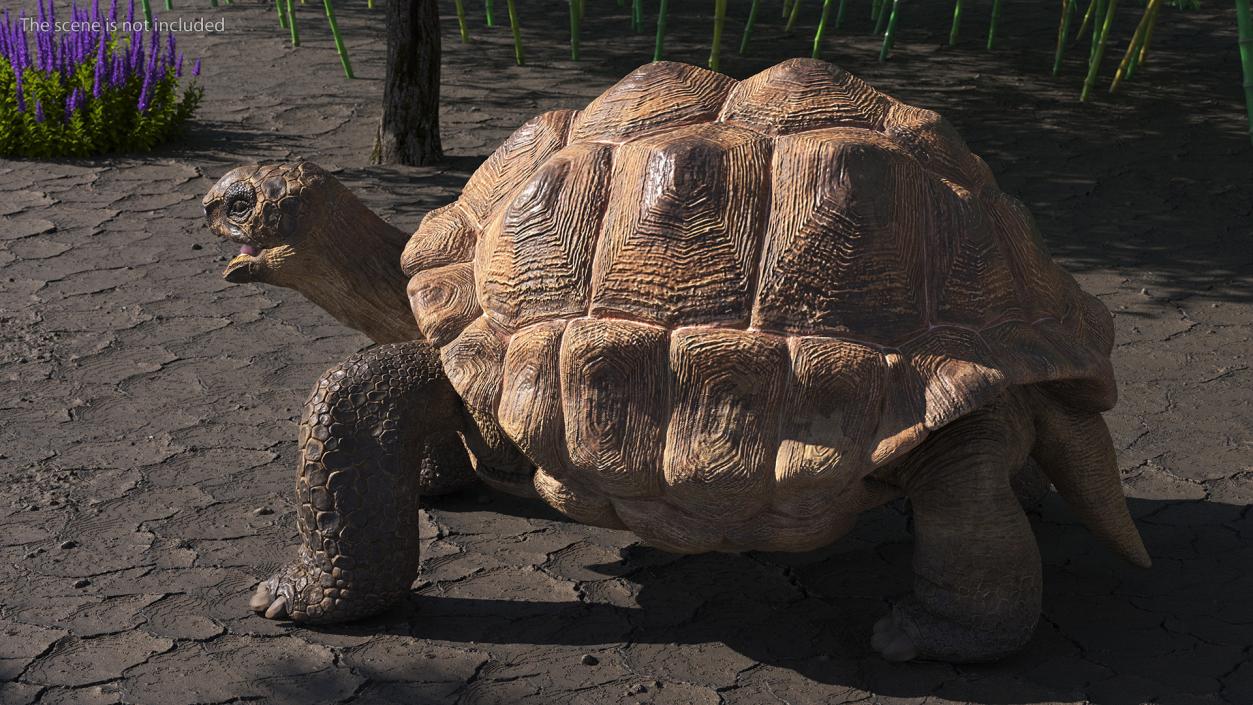 Aldabra Giant Tortoise 3D