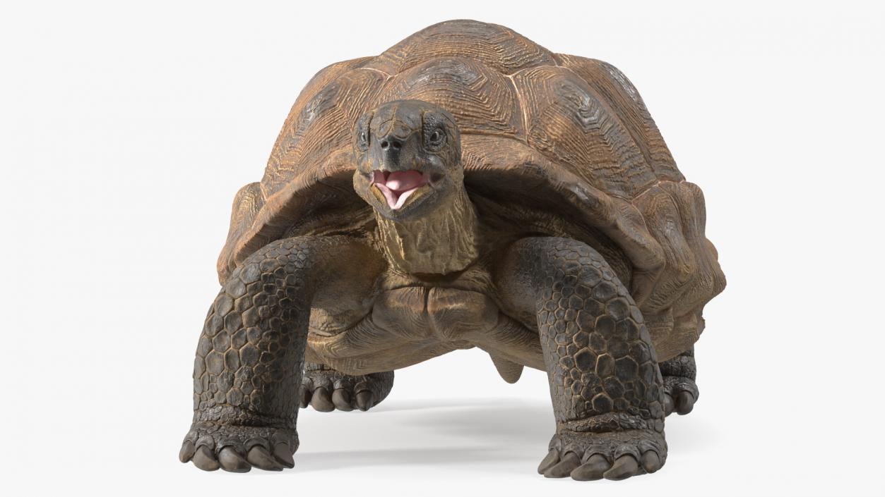 Aldabra Giant Tortoise 3D