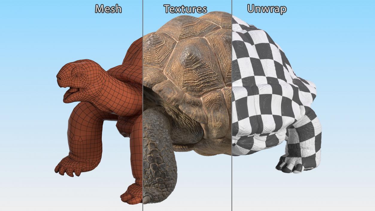 Aldabra Giant Tortoise 3D