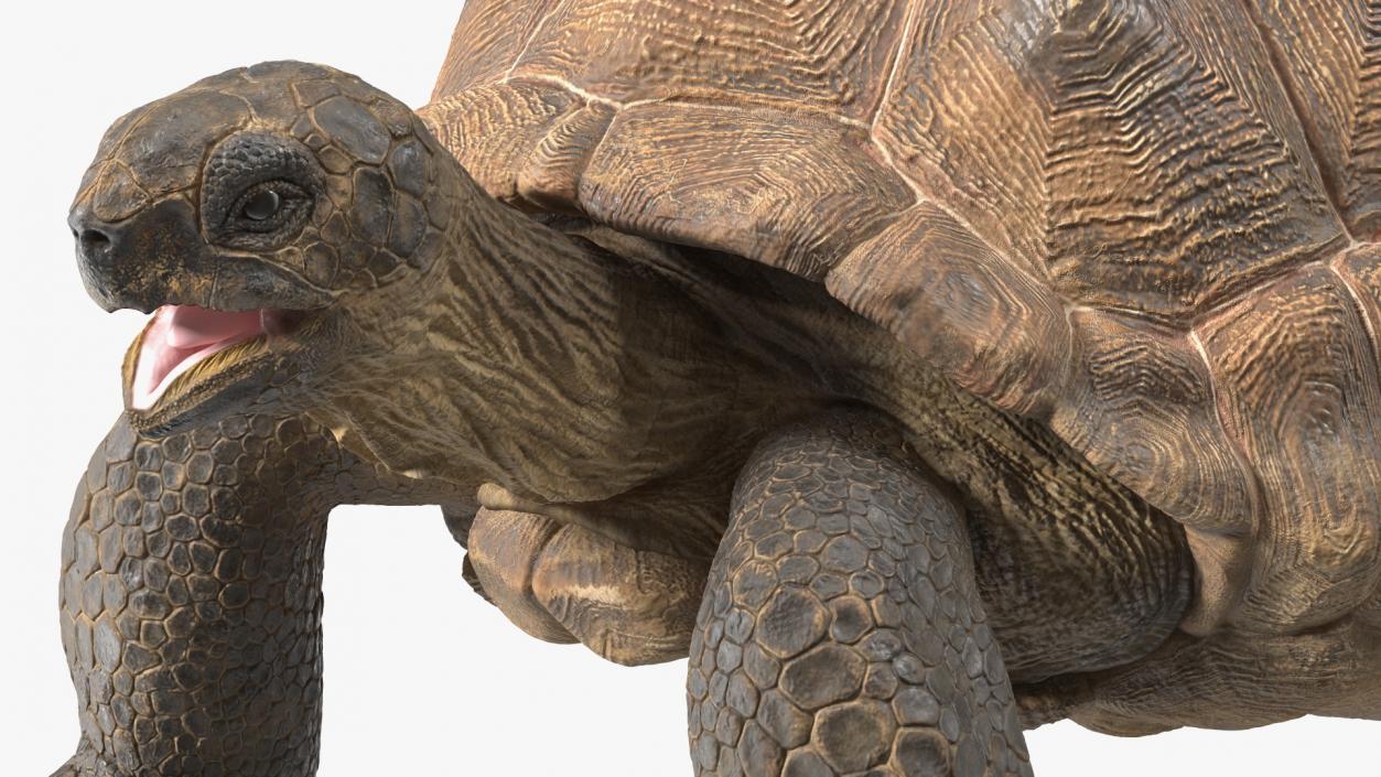 Aldabra Giant Tortoise 3D